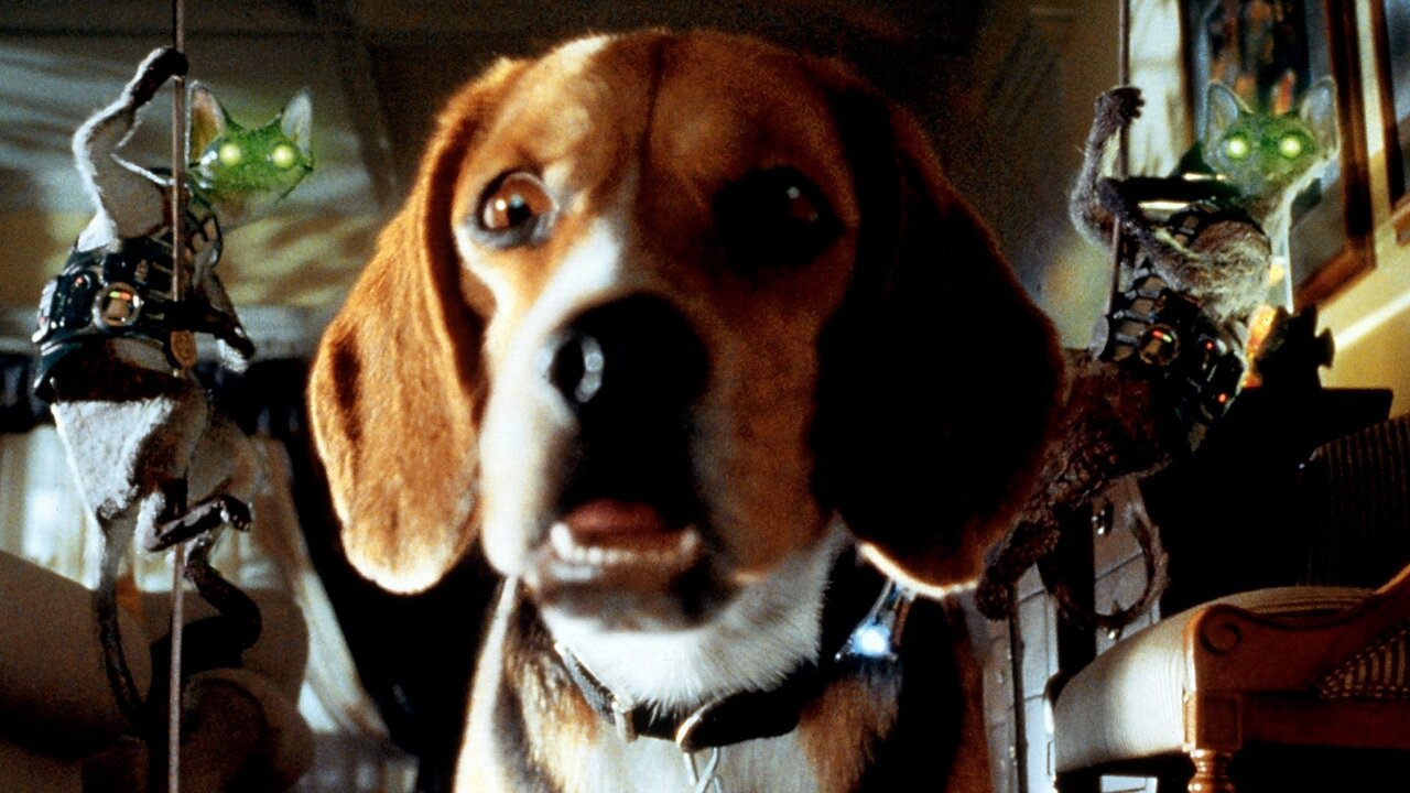 COMME CHIENS ET CHATS